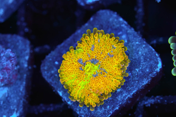 Bounce Yuma Mushroom Coral WYSIWYG - SAQ Coral Farm