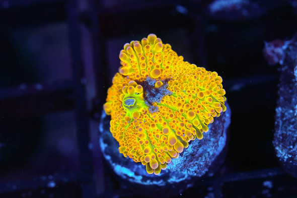 Bounce Yuma Mushroom Coral WYSIWYG - SAQ Coral Farm