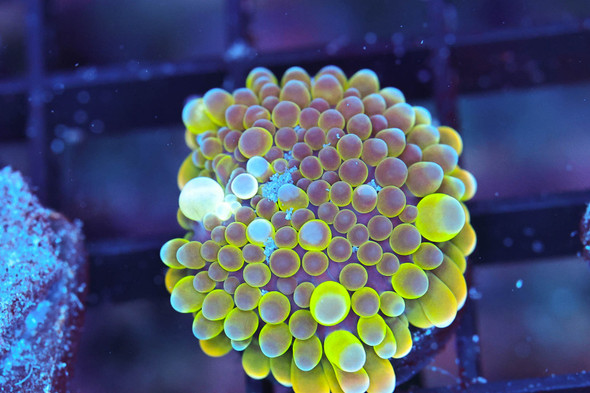 Bounce Yuma Mushroom Coral WYSIWYG - SAQ Coral Farm