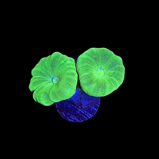 Kryptonite Candy Cane Coral 1-2 Polyps - SAQ Coral Farm