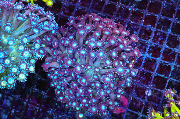 Grape Juice Goniopora Coral Colony WYSIWYG - SAQ Coral Farm