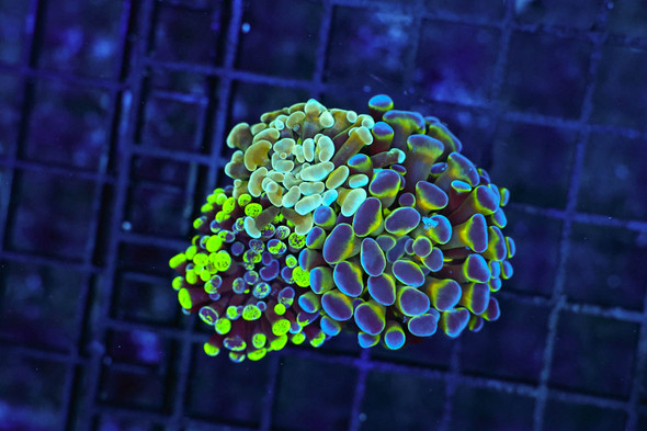 Hammer Garden Colony WYSIWYG - SAQ Coral Farm