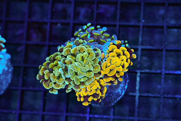 Hammer Garden Colony WYSIWYG - SAQ Coral Farm