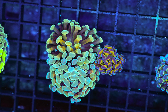 Hammer Garden Colony WYSIWYG - SAQ Coral Farm