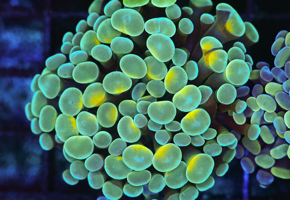Gold Dipped Hammer WYSIWYG - SAQ Coral Farm