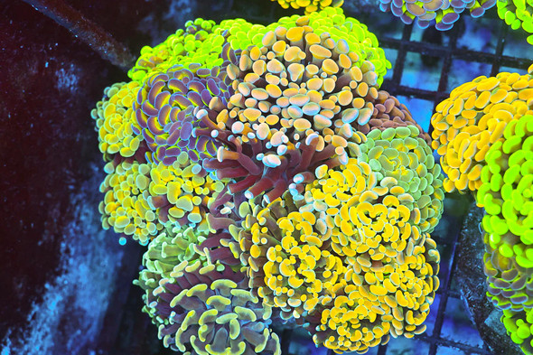 LG Hammer Garden Colony WYSIWYG - SAQ Coral Farm