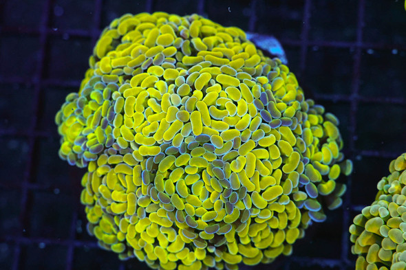 LG Gold And Green Hammer Colony WYSIWYG - SAQ Coral Farm