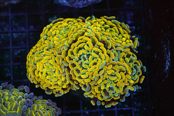 Gold And Teal Hammer Colony WYSIWYG - SAQ Coral Farm