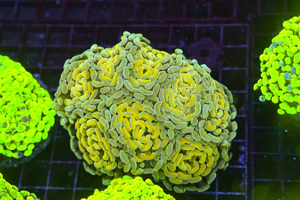 Lemon Lime Hammer Colony WYSIWYG - SAQ Coral Farm