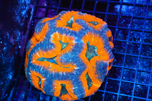 Orange Lobophyllia Colony WYSIWYG - SAQ Coral Farm