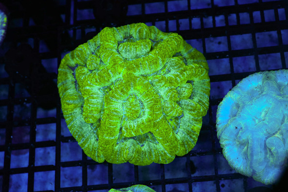 Green Willsoni Coral WYSIWYG - SAQ Coral Farm