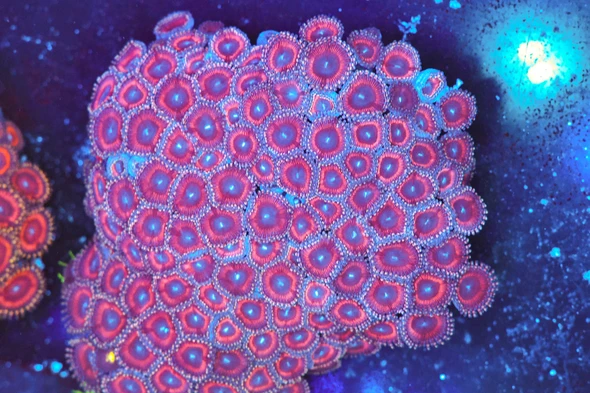 Burgundy Zoa Coral Colony WYSIWYG - SAQ Coral Farm