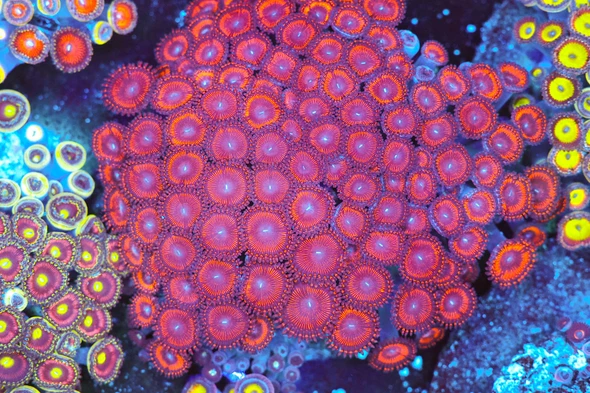 Burgundy Zoa Coral Colony WYSIWYG - SAQ Coral Farm
