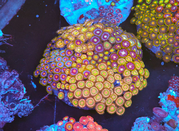 Multi-Zoa Combo Coral Colony WYSIWYG - SAQ Coral Farm