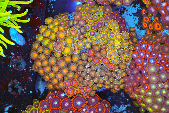 Multi-Zoa Combo Coral Colony WYSIWYG - SAQ Coral Farm