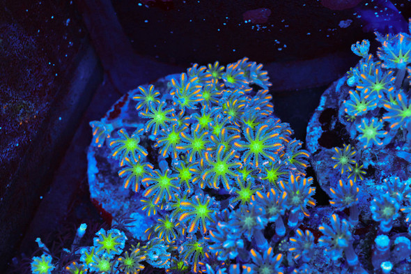 Clove Coral Colony WYSIWYG - SAQ Coral Farm