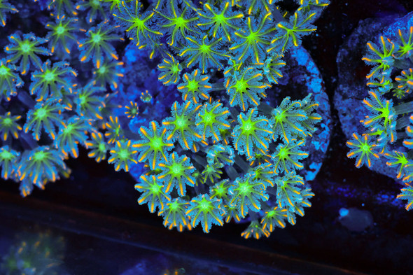 Clove Coral Colony WYSIWYG - SAQ Coral Farm