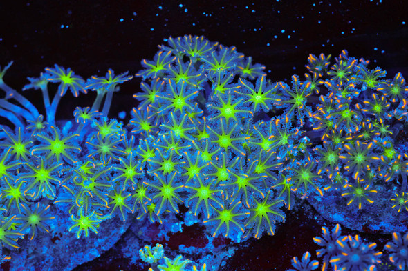 Clove Coral Colony WYSIWYG - SAQ Coral Farm