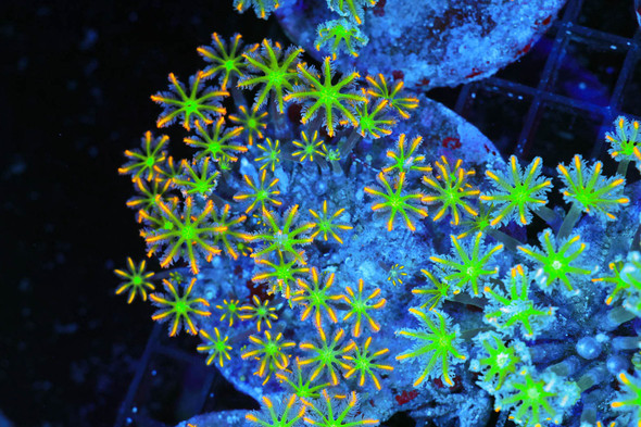Clove Coral Colony WYSIWYG - SAQ Coral Farm
