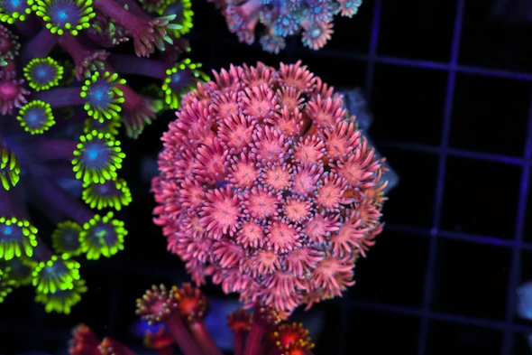 Pink Goniopora Coral Colony WYSIWYG - SAQ Coral Farm