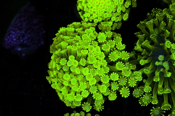 Crocodile Goniopora Coral Colony WYSIWYG - SAQ Coral Farm