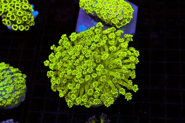 Neon Green Goniopora Coral Colony WYSIWYG - SAQ Coral Farm
