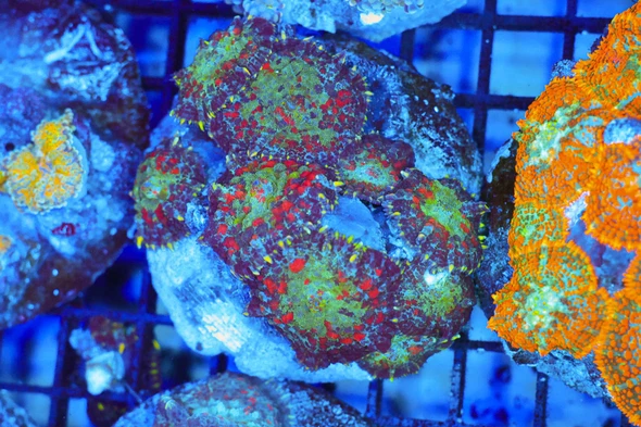 Red Rhodactis Mushroom Rock Colony WYSIWYG - SAQ Coral Farm
