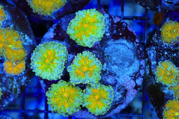 Hyper Ricordea Mushroom Rock Colony WYSIWYG - SAQ Coral Farm