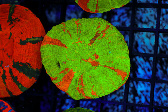 Bleeding Apple Scolymia WYSIWYG - SAQ Coral Farm