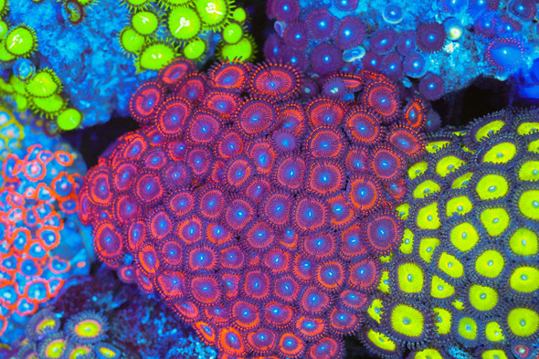 Red Zoanthid Colony WYSIWYG - SAQ Coral Farm
