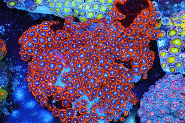 Red Zoanthid Colony WYSIWYG - SAQ Coral Farm