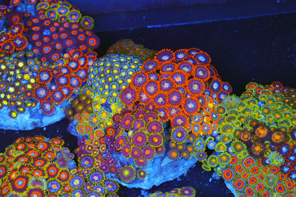 Multi-Zoanthid Colony Rock WYSIWYG - SAQ Coral Farm