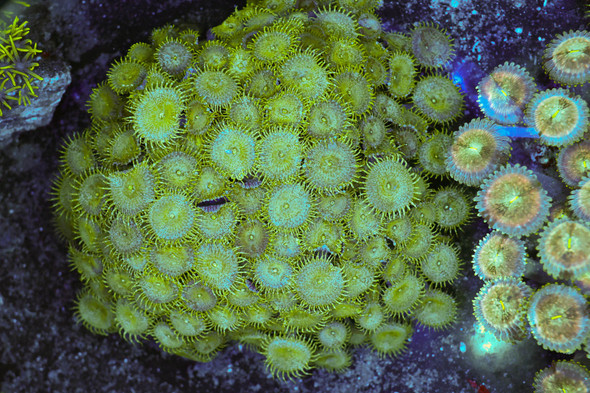Green Eyelash Zoanthid Colony WYSIWYG - SAQ Coral Farm
