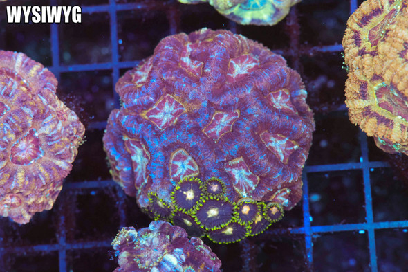 Zoanthid Asian Acan Combo Colony WYSIWYG - SAQ Coral Farm