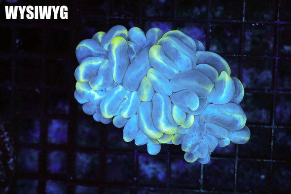 Splatter Bubble Coral Colony WYSIWYG - SAQ Coral Farm