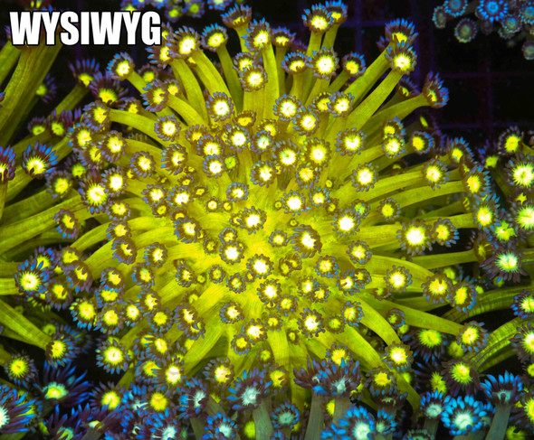 Neon Green Goniopora Colony WYSIWYG - SAQ Coral Farm