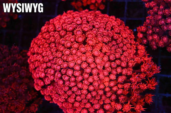 ULTRA Red Goniopora Colony WYSIWYG - SAQ Coral Farm