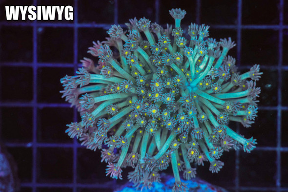 C'thun Goniopora Colony WYSIWYG - SAQ Coral Farm
