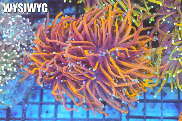 Nine Tails Torch Colony WYSIWYG - SAQ Coral Farm