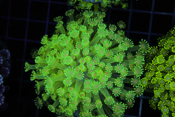 Neon Green Goniopora Colony WYSIWYG - SAQ Coral Farm