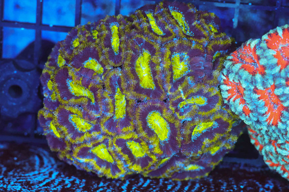 Green Acan Colony WYSIWYG - SAQ Coral Farm