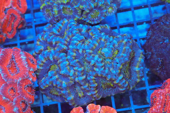 Green Acan Colony WYSIWYG - SAQ Coral Farm