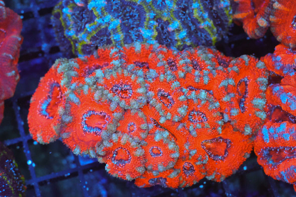 Red Acan Colony WYSIWYG - SAQ Coral Farm