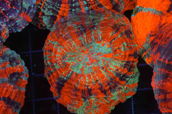 Blind Rage Acanthophyllia WYSIWYG - SAQ Coral Farm