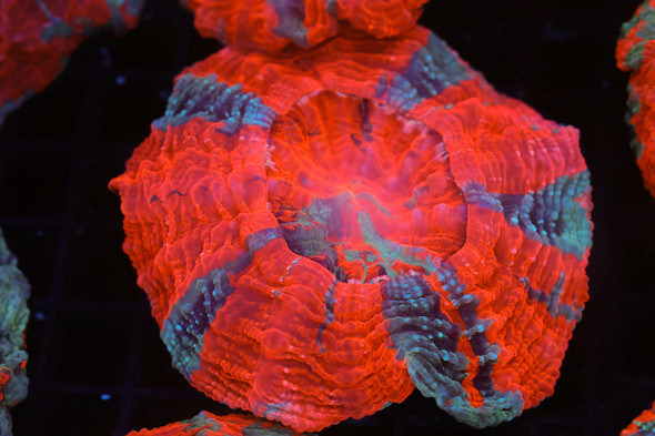 Bright Red Striped Acanthophyllia WYSIWYG - SAQ Coral Farm