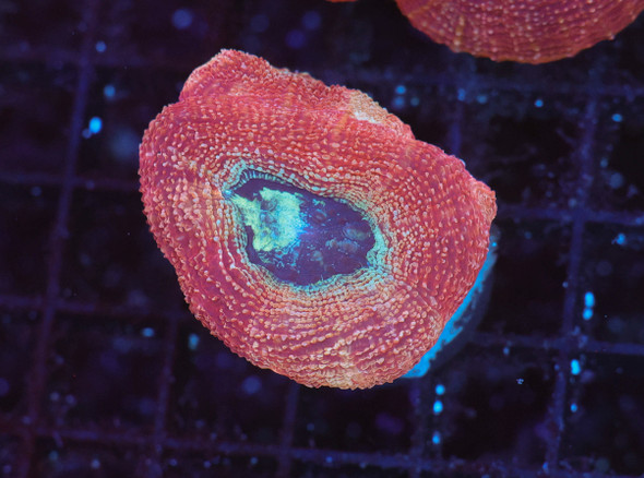 Peach Bowerbanki WYSIWYG - SAQ Coral Farm