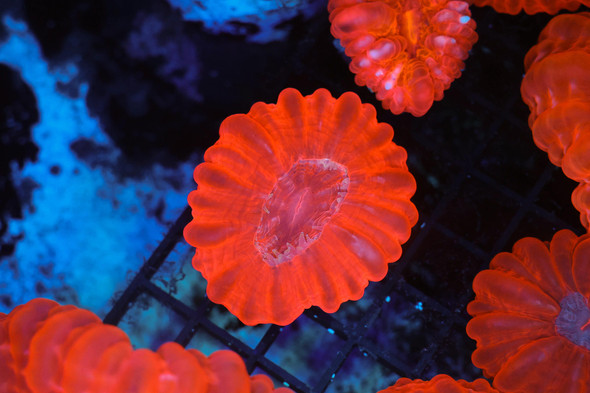 Bright Red Cynarina WYSIWYG - SAQ Coral Farm