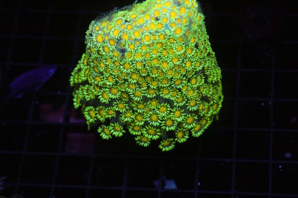Neon Green Goniopora Colony WYSIWYG - SAQ Coral Farm