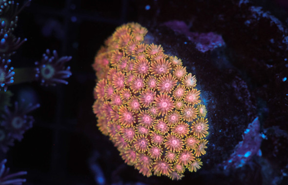 Pink Orange Goniopora WYSIWYG - SAQ Coral Farm