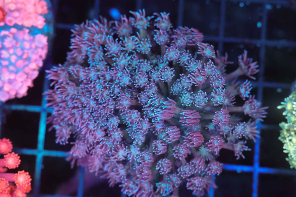 Lavender Goniopora Colony WYSIWYG - SAQ Coral Farm